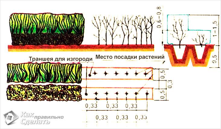 Как сделать живую изгородь